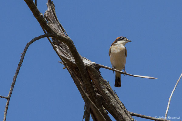 Pie-grièche à tête rousse — Lanius senator Linnaeus, 1758, (Parc national de Doñana, El Rocio (Andalousie), le 06/08/2020)