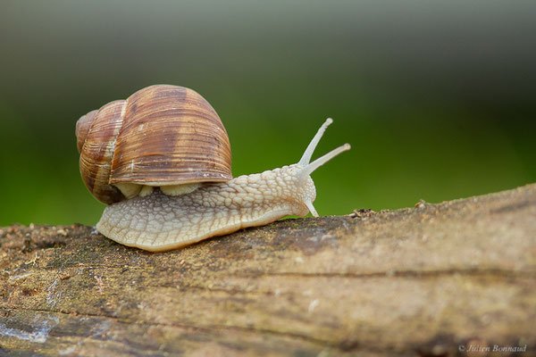 Escargot de Bourgogne — Helix pomatia Linnaeus, 1758