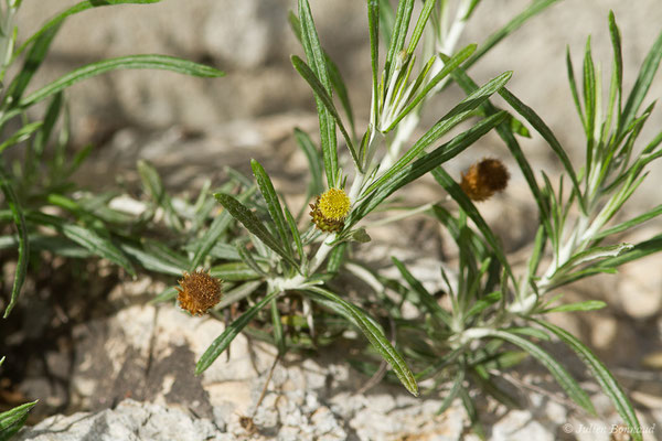 Phagnalon des rochers — Phagnalon saxatile (L.) Cass., 1819, (Notre-Dame du Mai, Six-Fours-les-Plages (83), France, le 02/02/2021)