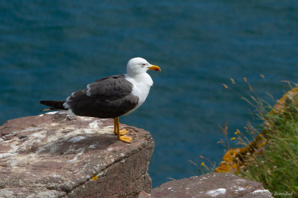 Goéland brun — Larus fuscus Linnaeus, 1758, (Cap Fréhel, Plévenon (22), France, le 06/07/2021)