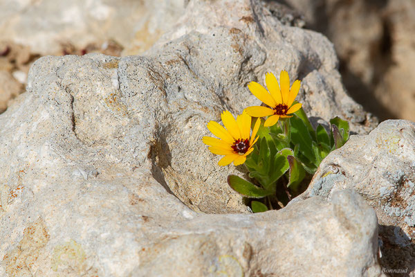 Souci des champs — Calendula arvensis L., 1763