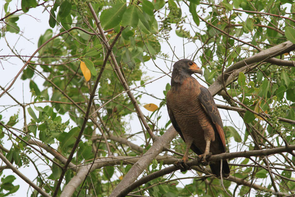 Buse buson — Buteogallus aequinoctialis (Gmelin, 1788), (adulte), (Dégrad des Cannes, Remire-Montjoly, Guyane, le 31/12/2015)