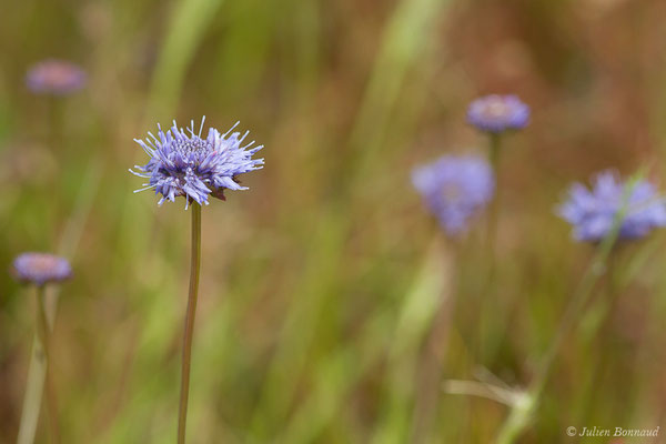 Jasione pérenne — Jasione laevis Lam., 1779, (La Brède (33), France, le 12/06/2019)