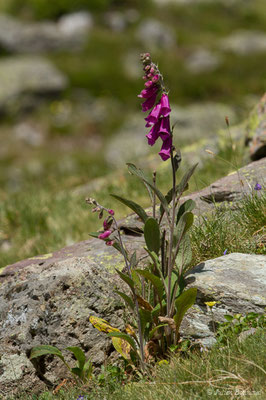 Digitale pourpre, Gantelée (Digitalis purpurea) (Pic du Midi d'Ossau, Laruns (64), France, le 04/08/2018) 