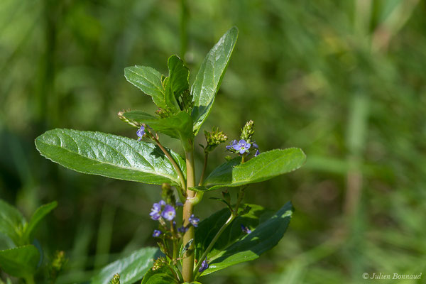 Cresson de cheval — Veronica beccabunga L., 1753, (Meillon (64), France, le 14/05/2019)