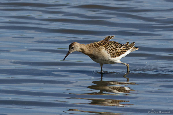 Combattant varié — Calidris pugnax (Linnaeus, 1758), (Réserve ornithologique du Teich (33), France, le 18/10/2022)
