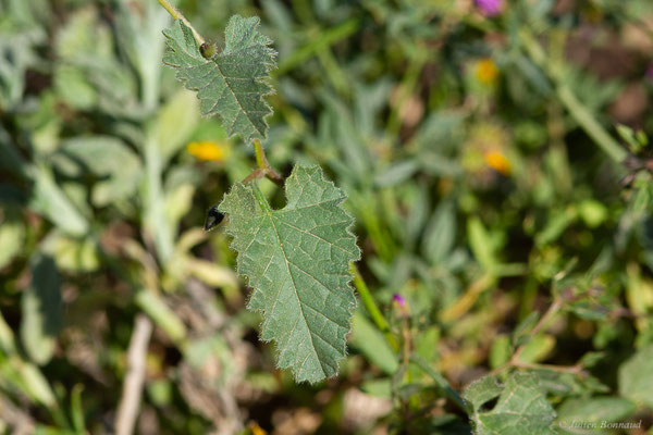 Liseron fausse guimauve — Convolvulus althaeoides L., 1753, (Laazib (Guelmim-Oued Noun), Maroc, le 30/01/2023)