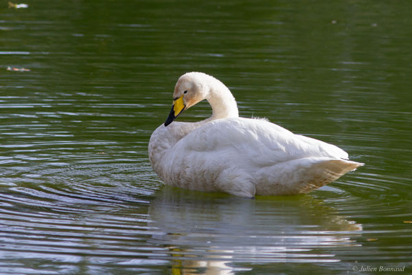 Cygne chanteur — Cygnus cygnus (Linnaeus, 1758), (Parc écologique de Plaiaundi, Irun (Pays basque), Espagne, le 11/11/2025)