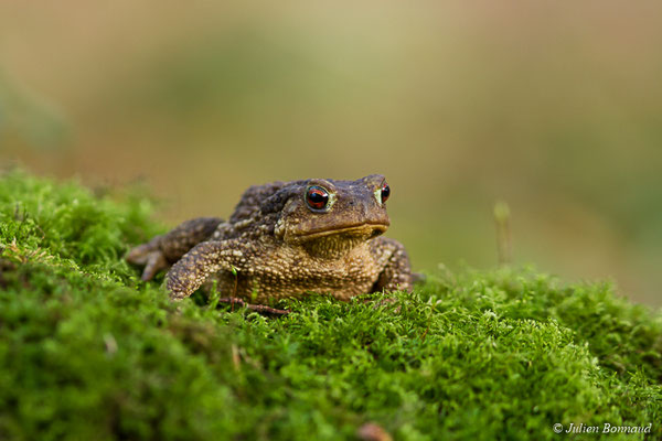 Crapaud épineux — Bufo spinosus (Daudin, 1803), (Pontivy (56), France, le 23/11/2017)