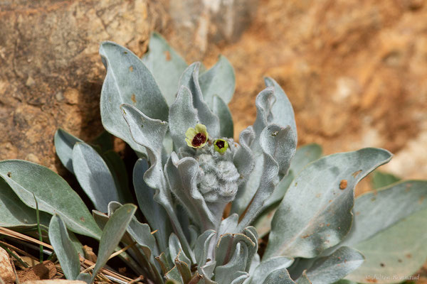 Cynoglosse à feuilles de giroflée — Cynoglossum cheirifolium L., 1753, (Chefchaouen (Tanger-Tétouan-Al Hoceïma), Maroc, le 26/02/2023)