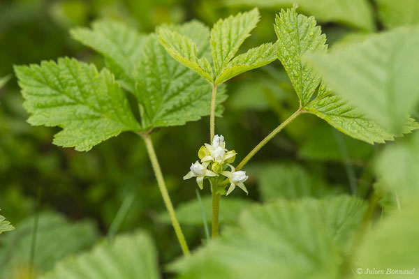 Ronce des rochers — Rubus saxatilis L., 1753, (Station de ski de Gourette, Eaux Bonnes (65), France, le 15/06/2020)