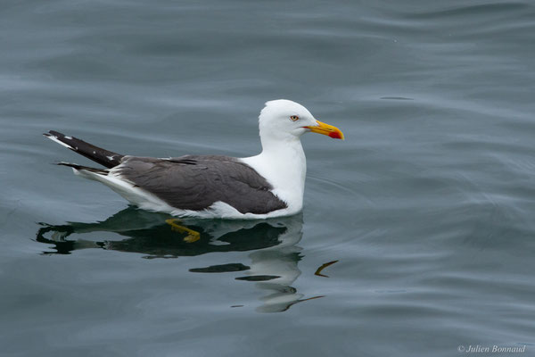Goéland brun — Larus fuscus Linnaeus, 1758, (Baie de Quiberon, Locmariaquer (56), France, le 09/07/2021)