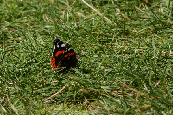 Vulcain — Vanessa atalanta (Linnaeus, 1758), (Lac d'Anglas, Gourette (64), France, le 30/09/2018)