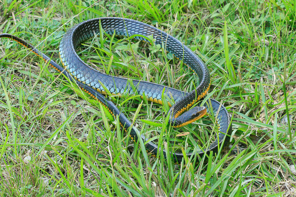 Couleuvre carénée — Chironius carinatus (Linnaeus, 1758), (Lycée agricole de Matiti, Guyane, le 23/07/2014)