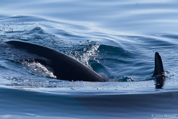 Orque ou Épaulard – Orcinus orca (Linnaeus, 1758), (Saint-Jean-de-Luz (64), France, le 05/10/2019)