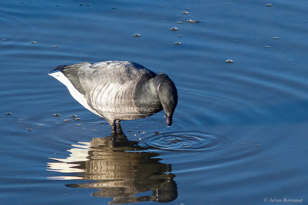 Bernache cravant — Branta bernicla (Linnaeus, 1758), (Andernos-les-Bains (33), France, le 10/12/2022)