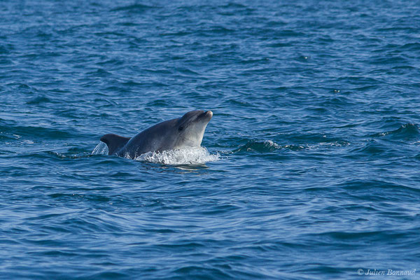 Grand dauphin commun ou Grand Dauphin – Tursiops truncatus (Montagu, 1821), (Saint-Jean-de-Luz (64), France, le 20/04/2019)