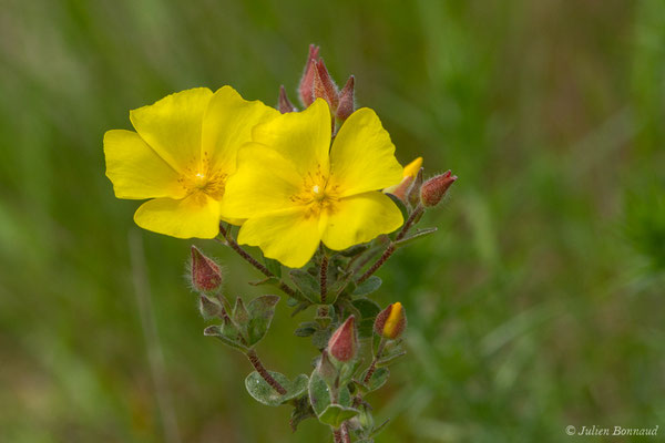 Hélianthème faux-alysson — Cistus lasianthus subsp. alyssoides (Lam.) Demoly, 2006, (Dax (40), France, le 16/05/2018)