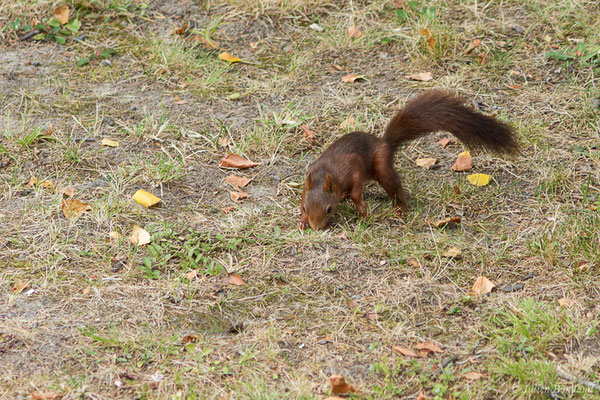 Écureuil roux — Sciurus vulgaris Linnaeus, 1758, (Pau (64), France, le 14/07/2020)