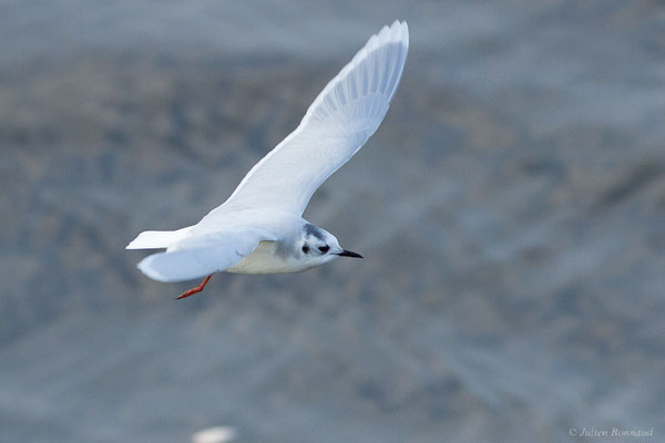 Mouette pygmée — Hydrocoloeus minutus (Pallas, 1776), (Capbreton (40), France, le 02/12/2022)