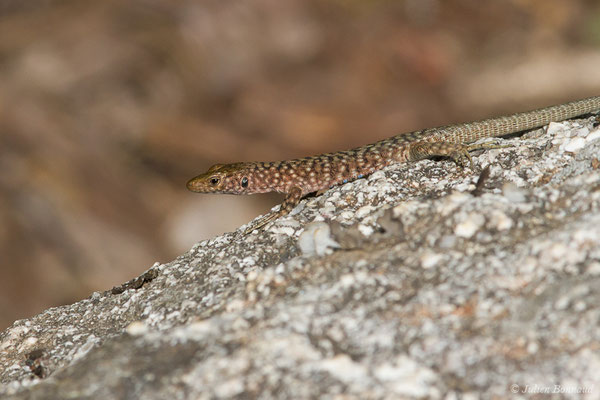 Lézard de Bedriaga — Archaeolacerta bedriagae (Camerano, 1885), (femelle adulte) (Foret d'Aitone, Évisa (2A), France, le 11/09/2019)