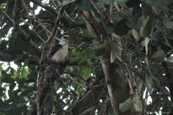 Buse à face noire — Leucopternis melanops (Latham, 1790), (Citron, Saint-Laurent-du-Maroni, Guyane, le 29/11/2015)
