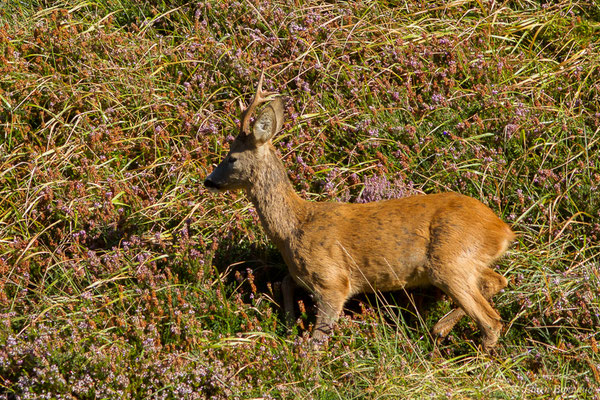 Chevreuil européen – Capreolus capreolus (Linnaeus, 1758), (Station de ski de Gourette, Eaux-Bonnes (64), France, le 17/09/2021)