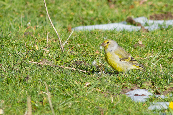 Venturon montagnard — Carduelis citrinella (Pallas, 1764), (Station de ski de La Pierre Saint-Martin, Arette, (64), France, le 06/11/2022)