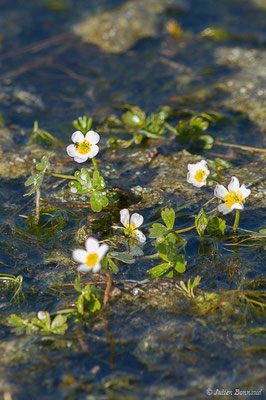 Renoncule aquatique — Ranunculus aquatilis L., 1753