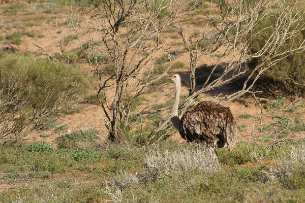Autruche à cou rouge ou autruche Afrique du Nord —  Struthio camelus Linnaeus, 1758, (Parc national de Souss-Massa, Sidi Binzarne (Agadir), (réserve des gazelles), le 01/02/2023) 