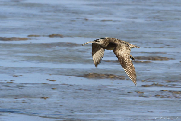 Courlis corlieu — Numenius phaeopus (Linnaeus, 1758), (Plage des brésiliens, Remire-Montjoly, Guyane, le 09/07/2016)