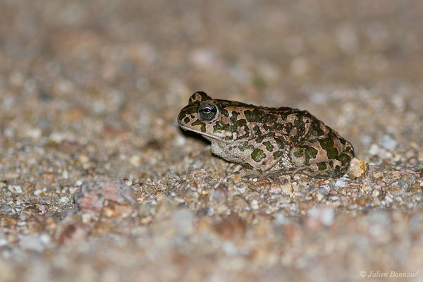 Crapaud vert des Baléares — Bufotes viridis balearicus (Boettger, 1880), (Bonifacio (2A), France, le 01/09/2019)