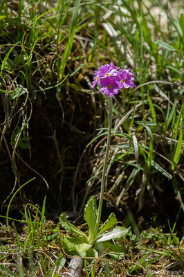 Primevère farineuse – Primula farinosa L., 1753, (Sers (65), France, le 07/06/2019)