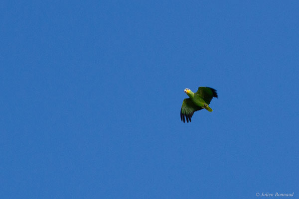 Amazone aourou — Amazona amazonica (Linnaeus, 1766), (Embouchure de l'Approuague, Régina, Guyane, le 11/09/2017)