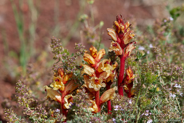 Orobanche blanche, Orobanche du thym — Orobanche alba Stephan ex Willd., 1800, (Lac du Salagou, Clermont-l'Hérault (34), France, le 02/05/2025)