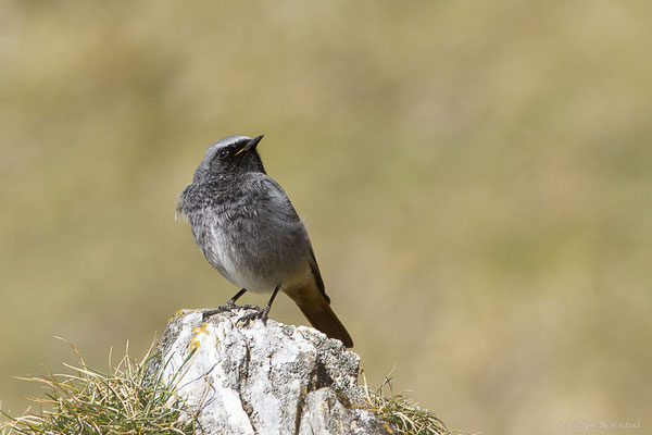 Rougequeue noir — Phoenicurus ochruros (Gmelin, SG, 1774), (Station de ski de Gourette, Eaux-Bonnes (64), France, le 09/03/2022)