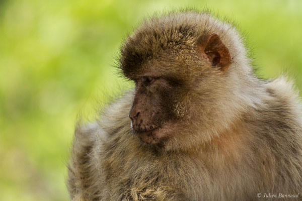 Magot, Macaque berbère, Macaque de Barbarie – Macaca sylvanus (Linnaeus, 1758), (Tarifa (Andalousie), Espagne, le 02/08/2020)