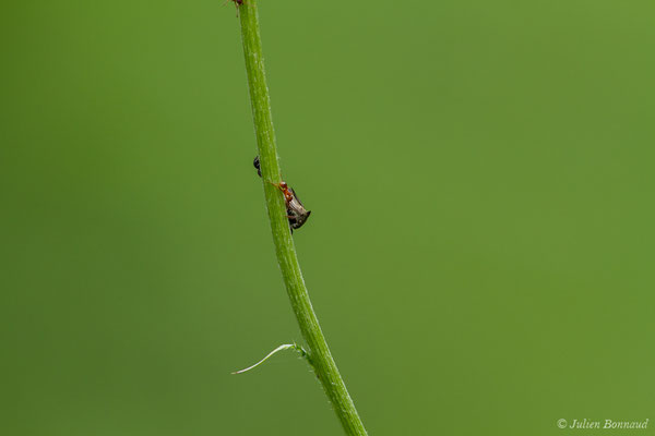 Demi-diable — Centrotus cornutus (Linnaeus, 1758), (Le Bastan de Sers, Sers (65), France, le 29/06/2018)