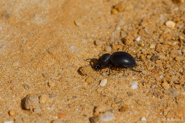 Tentyria elongata (La Peña (Andalousie), le 03/08/2020)