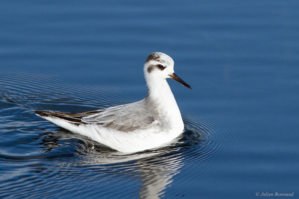 Phalarope à bec large — Phalaropus fulicarius (Linnaeus, 1758), (Capbreton (40), France, le 02/12/2022)