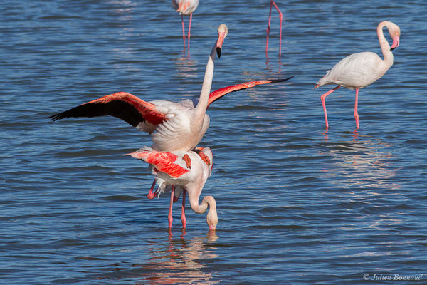 Flamant rose – Phoenicopterus roseus Pallas, 1811, (Parc ornithologique de Pont de Gau (13), France, le 20/02/2020)