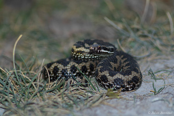 Vipère aspic – Vipera aspis (Linnaeus, 1758), (Station de ski de Gourette, Eaux-Bonnes, France, 14/09/2020)