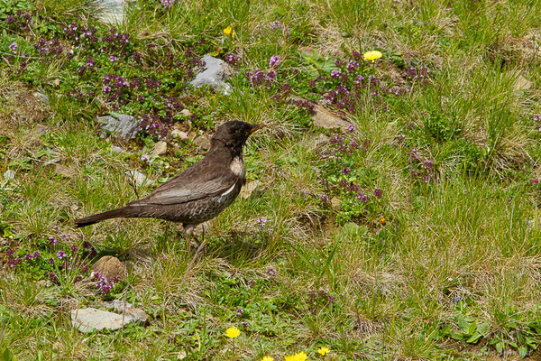 Merle à plastron — Turdus torquatus Linnaeus, 1758, (Station de ski de La Pierre Saint-Martin, Arette (64), France, le 06/07/2023)