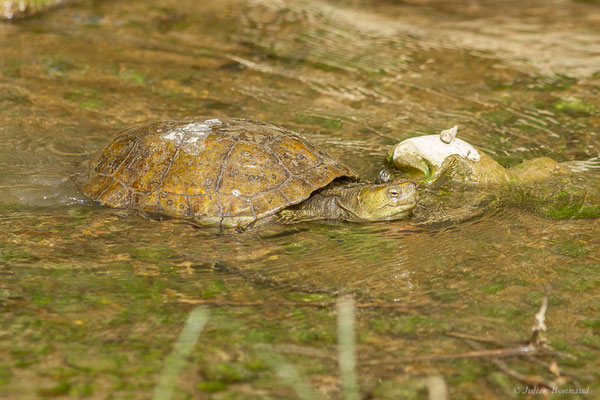 Émyde lépreuse — Mauremys leprosa (Schweigger, 1812)
