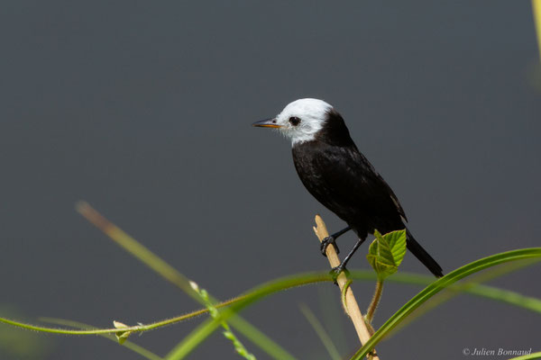 Moucherolle à tête blanche — Arundinicola leucocephala (Linnaeus, 1764)