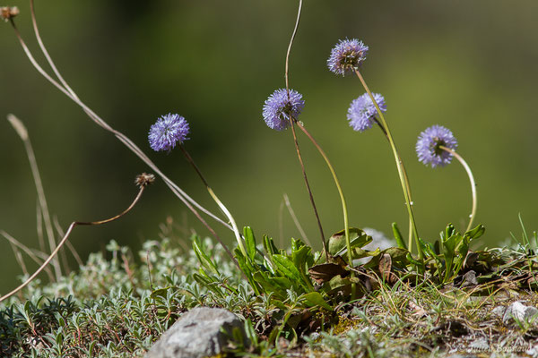 Globulaire à tiges nues — Globularia nudicaulis L., 1753, (Etsaut (64), France, le 30/04/2019)