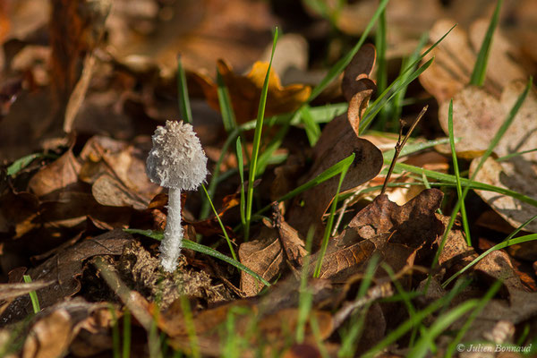 Coprin cendré (Coprinopsis cinerea) (Parbayse (64), France, le 24/10/2020)