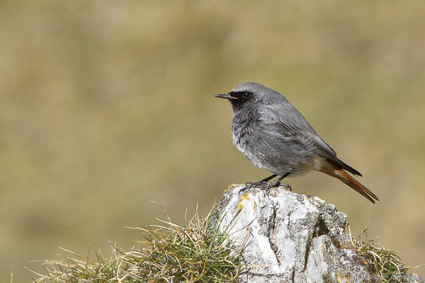 Rougequeue noir — Phoenicurus ochruros (Gmelin, SG, 1774), (Station de ski de Gourette, Eaux-Bonnes (64), France, le 09/03/2022)