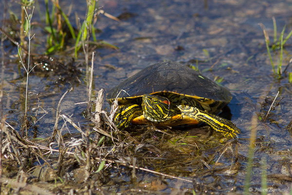 Trachémyde à tempes rouges ou Tortue de Floride — Trachemys scripta elegans (Wied, 1839), (Lacq (64), France, le 20/03/2019)