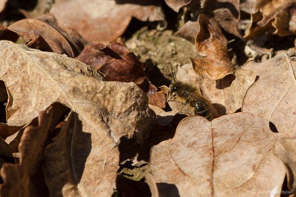 Collète lapin – Colletes cunicularius (Linnaeus, 1761), (Uzeins (64), France, le 16/02/2019)